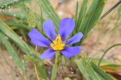 Calydorea xiphioides