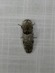 Cryptalaus prosectus