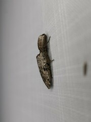 Cryptalaus prosectus