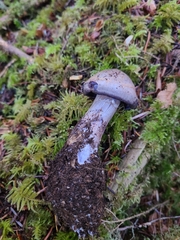 Thaxterogaster occidentalis