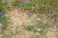 Calydorea xiphioides