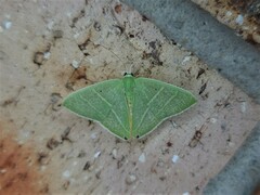 Urolitha bipunctifera