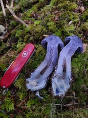 Thaxterogaster occidentalis