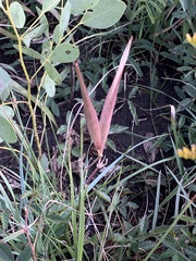 Asclepias linearis