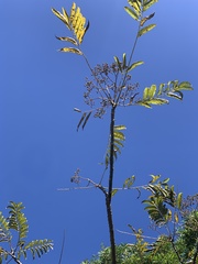 Zanthoxylum ailanthoides ailanthoides