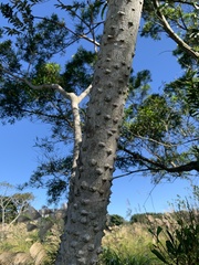 Zanthoxylum ailanthoides ailanthoides