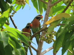 Psittacula alexandri