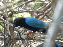Cyanocorax yucatanicus