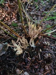 Ramaria testaceoflava