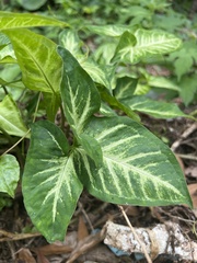 Syngonium