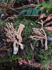 Ramaria testaceoflava