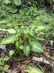 Syngonium