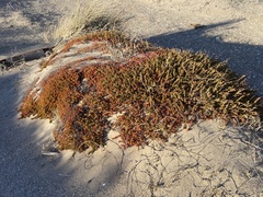 Eriogonum fasciculatum fasciculatum