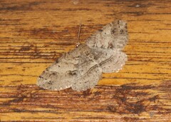 Melanolophia