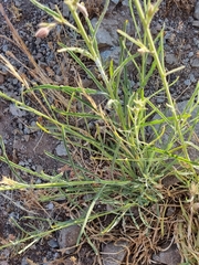Malesherbia linearifolia