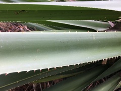 Pandanus dubius