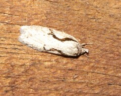 Semioscopis packardella