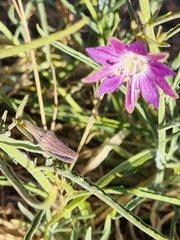 Malesherbia linearifolia