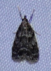 Scoparia basalis