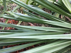 Pandanus dubius