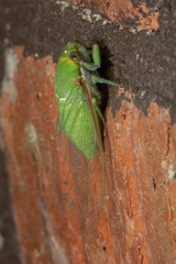 Dundubia