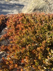 Eriogonum fasciculatum fasciculatum