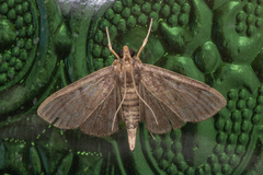 Herpetogrammatini