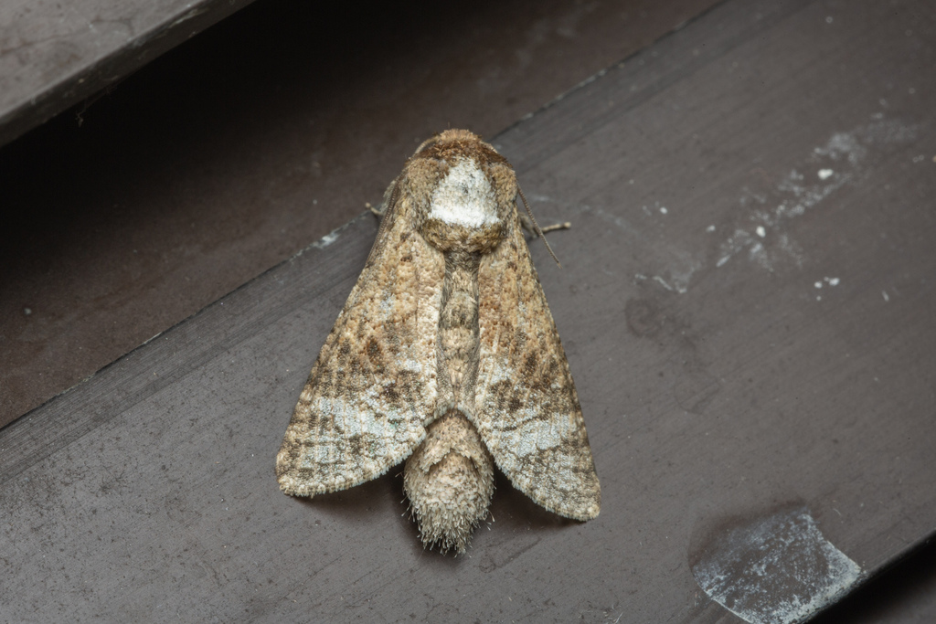 Cossus telisai