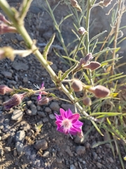 Malesherbia linearifolia