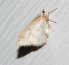 Lomographa glomeraria