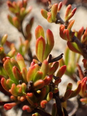 Eriogonum fasciculatum fasciculatum