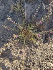 Malesherbia linearifolia