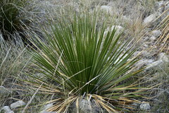 Dasylirion leiophyllum