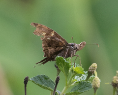 Eudaminae