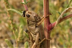 Brachymeria podagrica