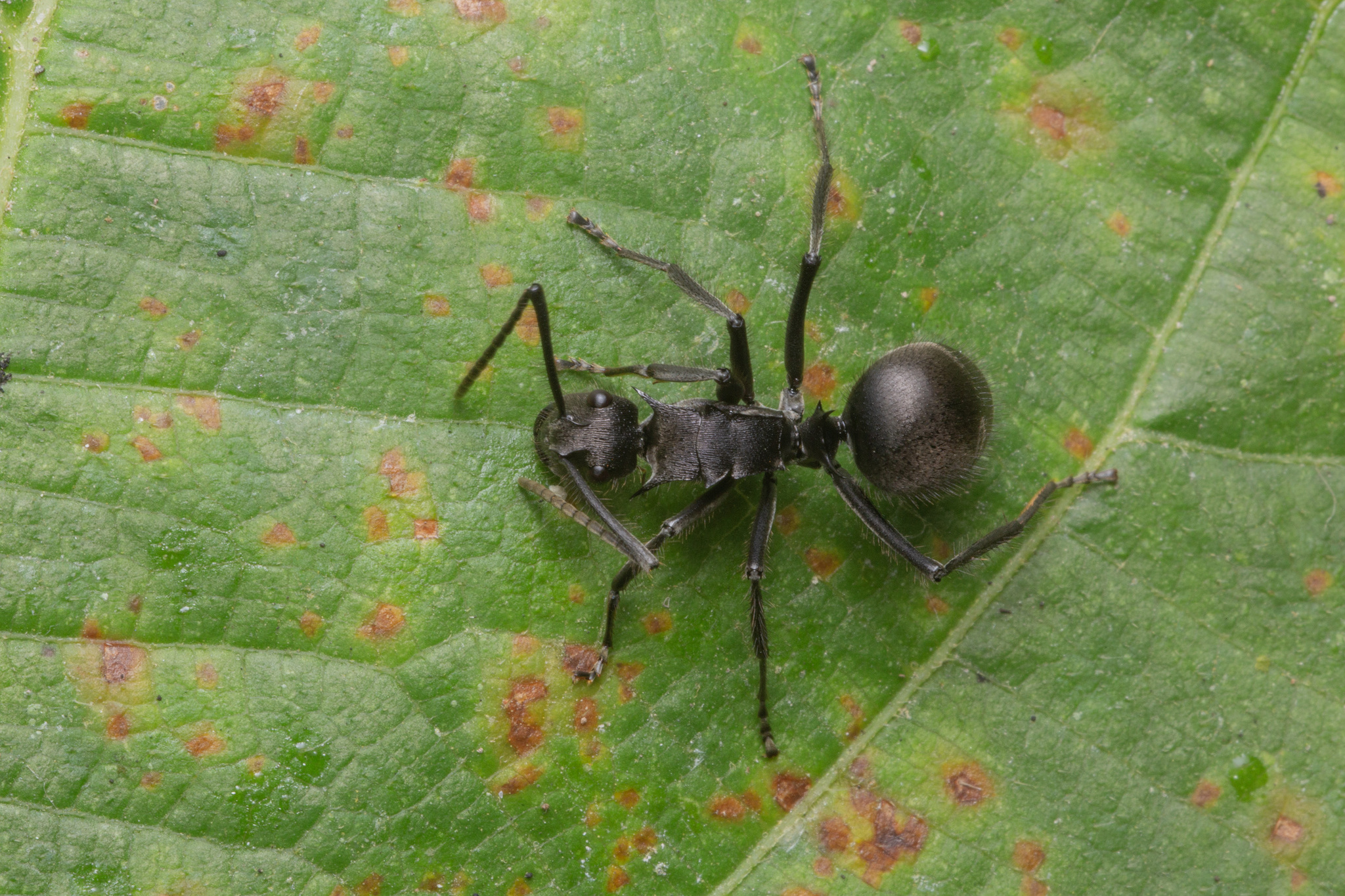 Polyrhachis rixosa
