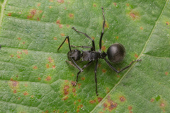 Polyrhachis rixosa