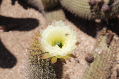Trichocereus chiloensis