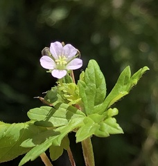 Geranium homeanum