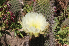 Trichocereus chiloensis