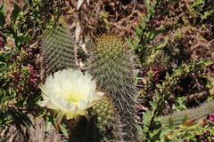 Trichocereus chiloensis