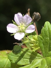 Geranium homeanum