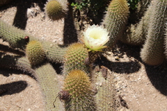 Trichocereus chiloensis