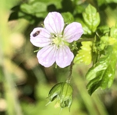 Geranium homeanum