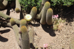 Trichocereus chiloensis
