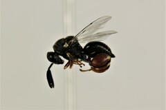 Brachymeria podagrica