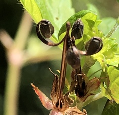 Geranium homeanum