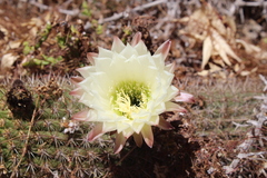Trichocereus chiloensis