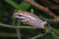 Polypedates leucomystax