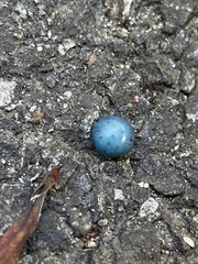 Ampelopsis glandulosa